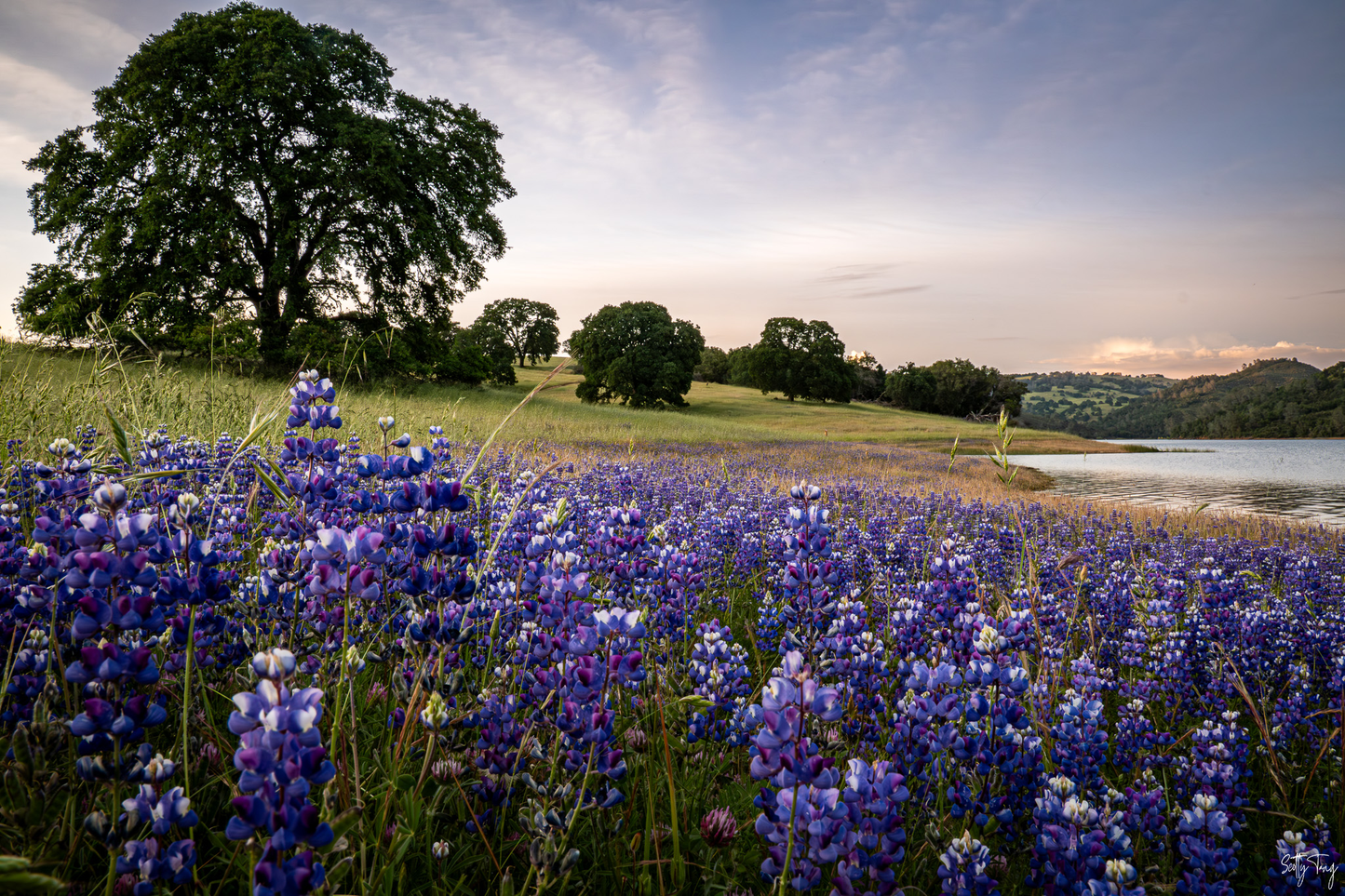 Flower Beach - El Dorado Hills