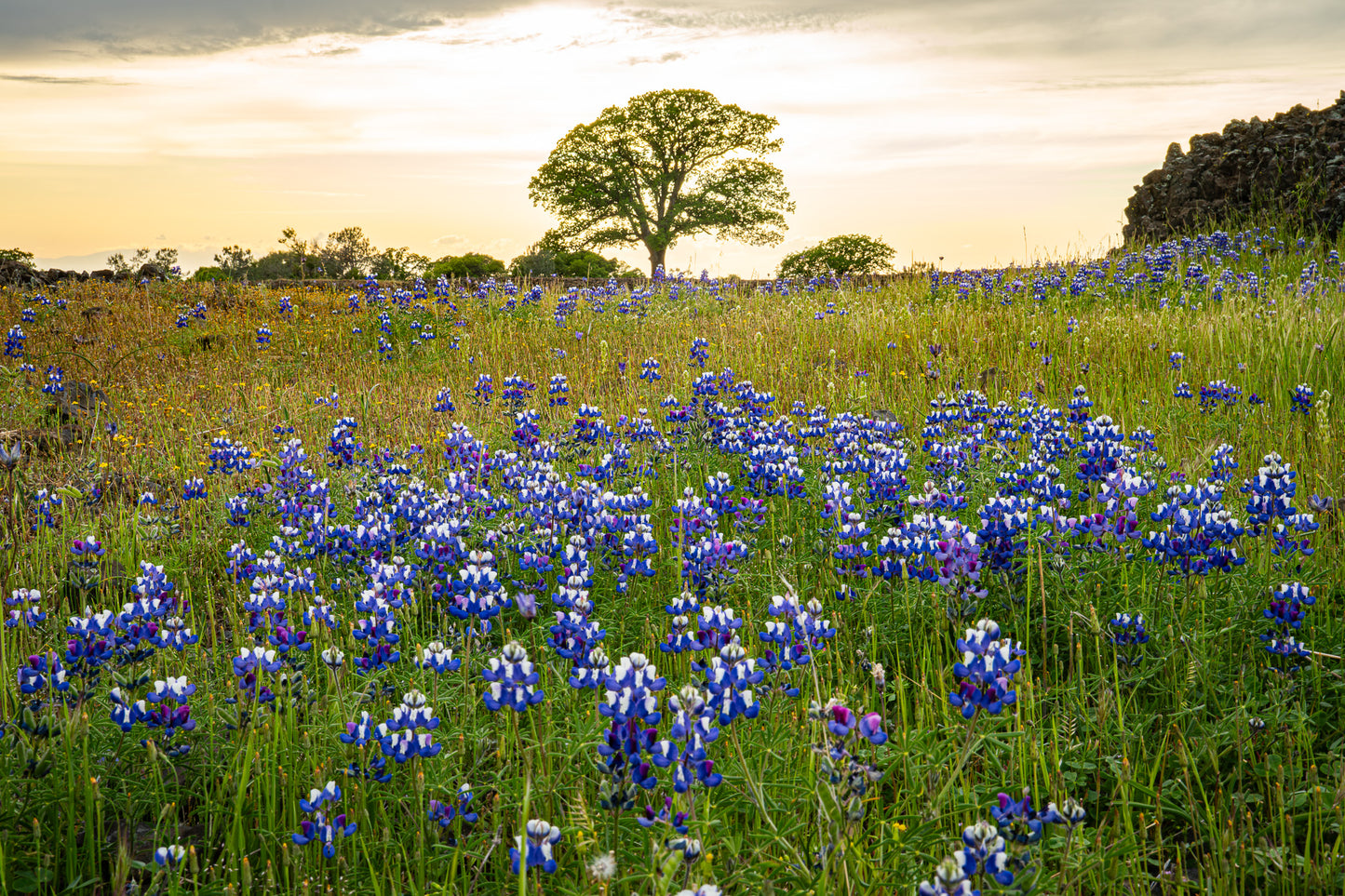 Lupine Tree