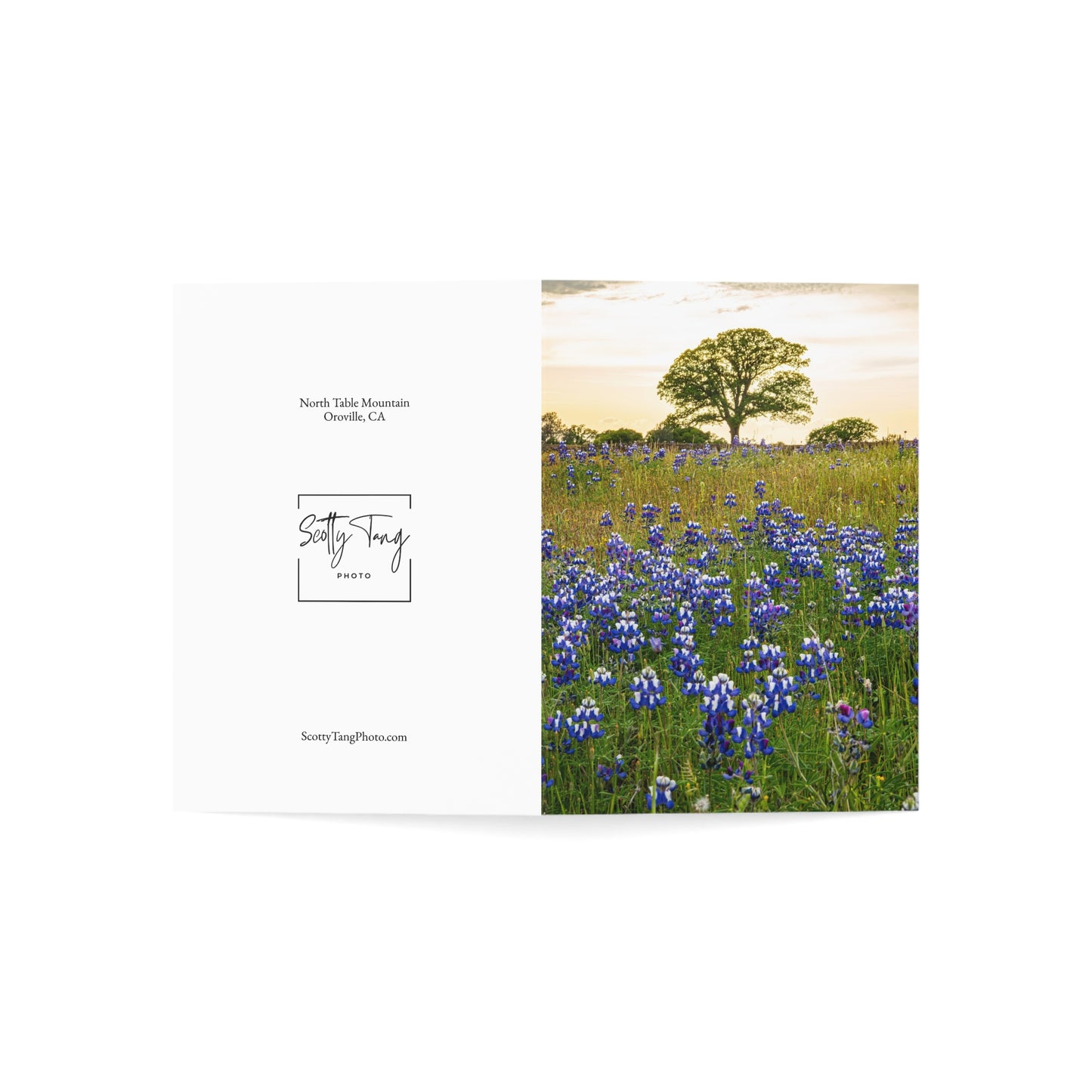Greeting Cards (10) Lupine