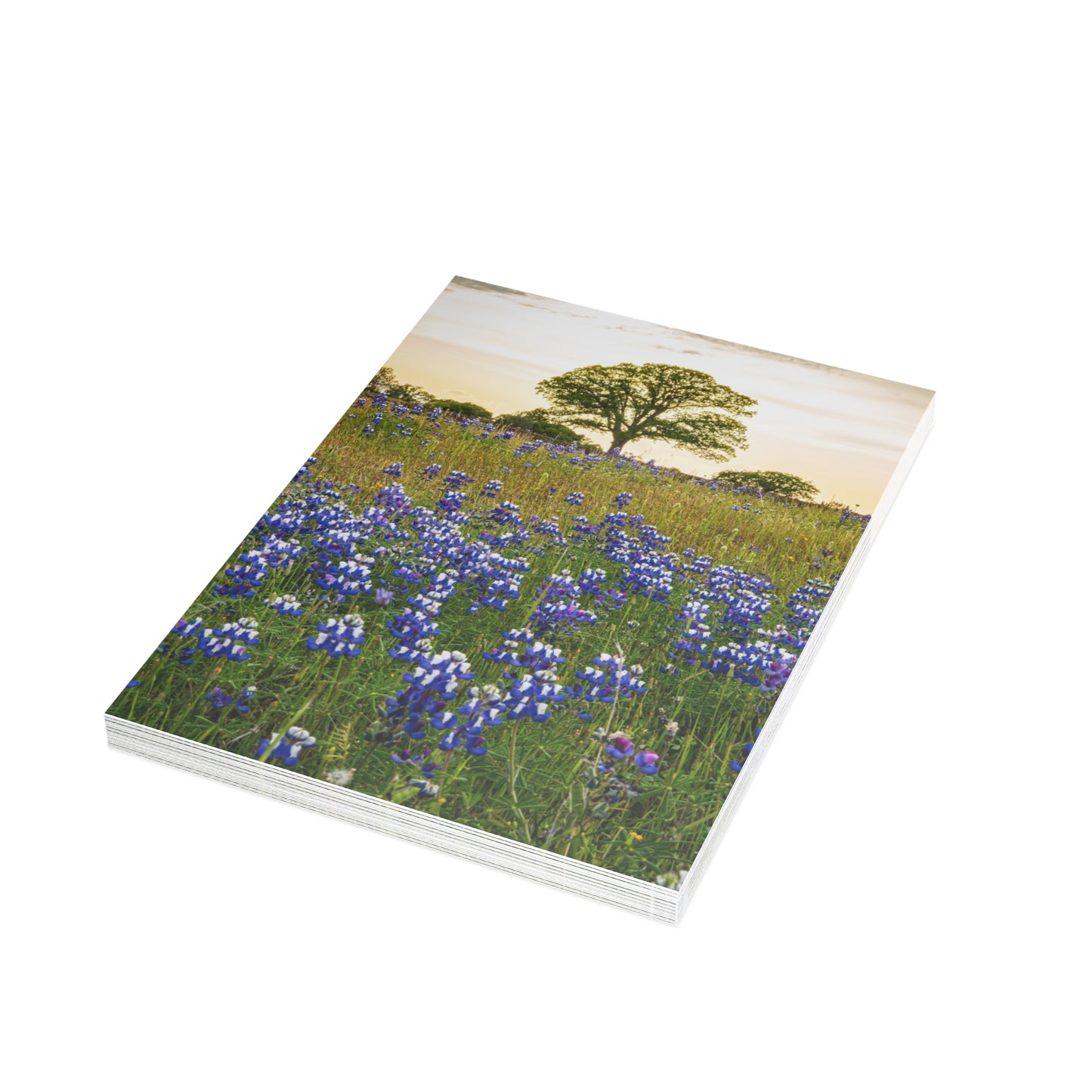Greeting Cards (10) Lupine