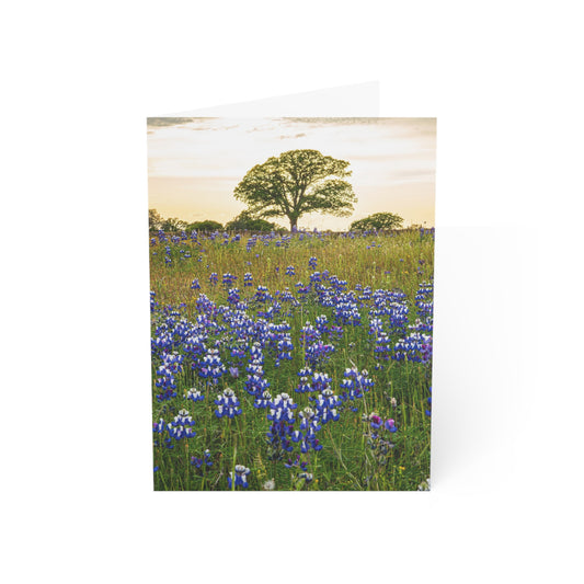 Greeting Cards (10) Lupine