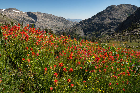 Wildflowers of Carson Pass