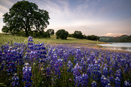 Flower Beach - El Dorado Hills