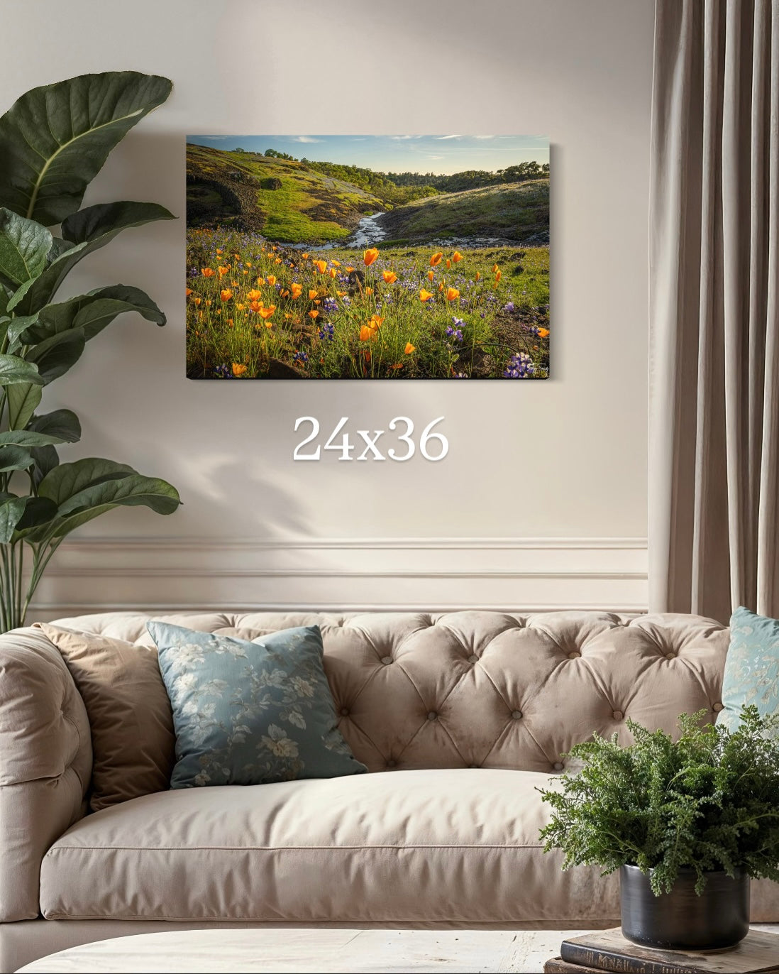 California Poppies - Table Mountain
