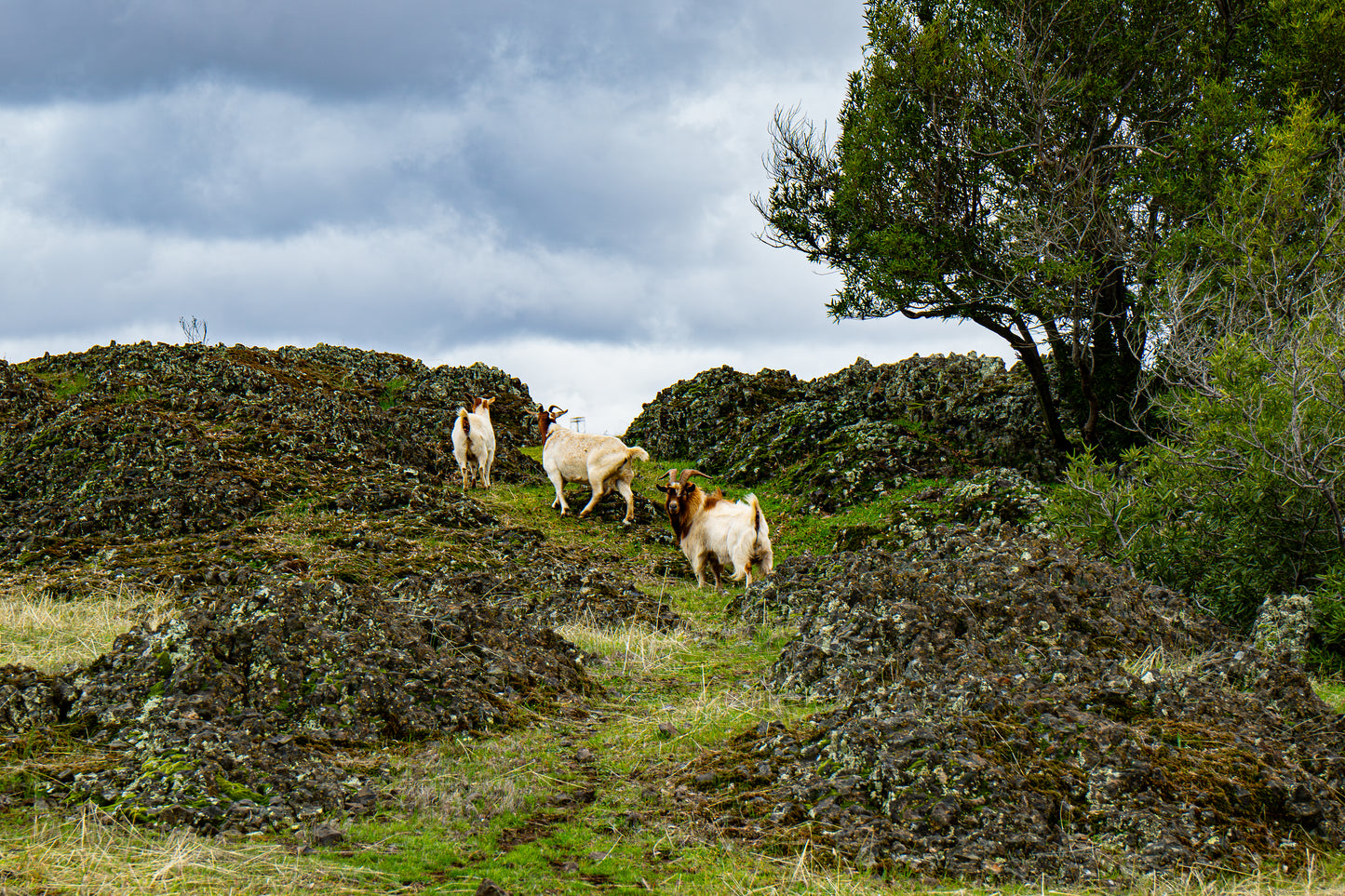 Land of the Goats