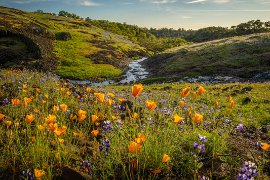 California Poppies - Table Mountain