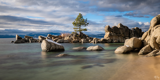 Tahoe Tree